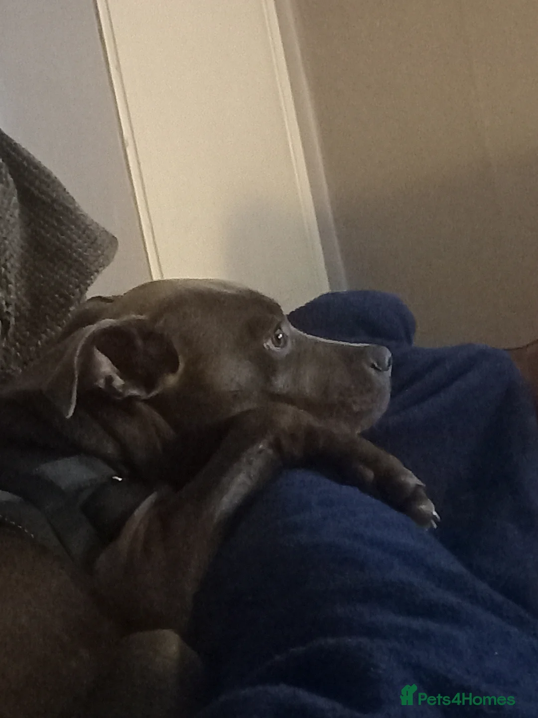 Staffordshire Bull Terrier dogs for sale: Staffordshire bull terrier  - Advert 2