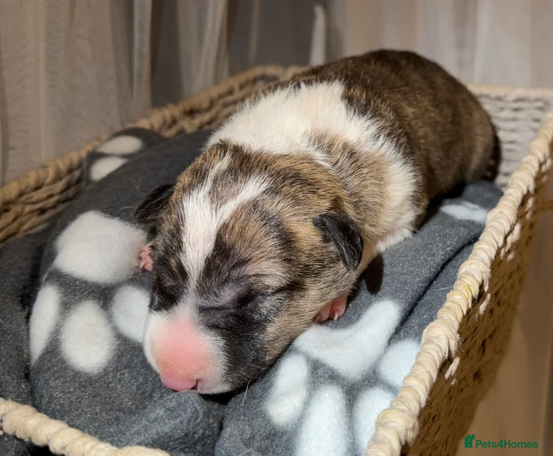 English Bull Terrier dogs for sale: Bull Terrier - Advert 11