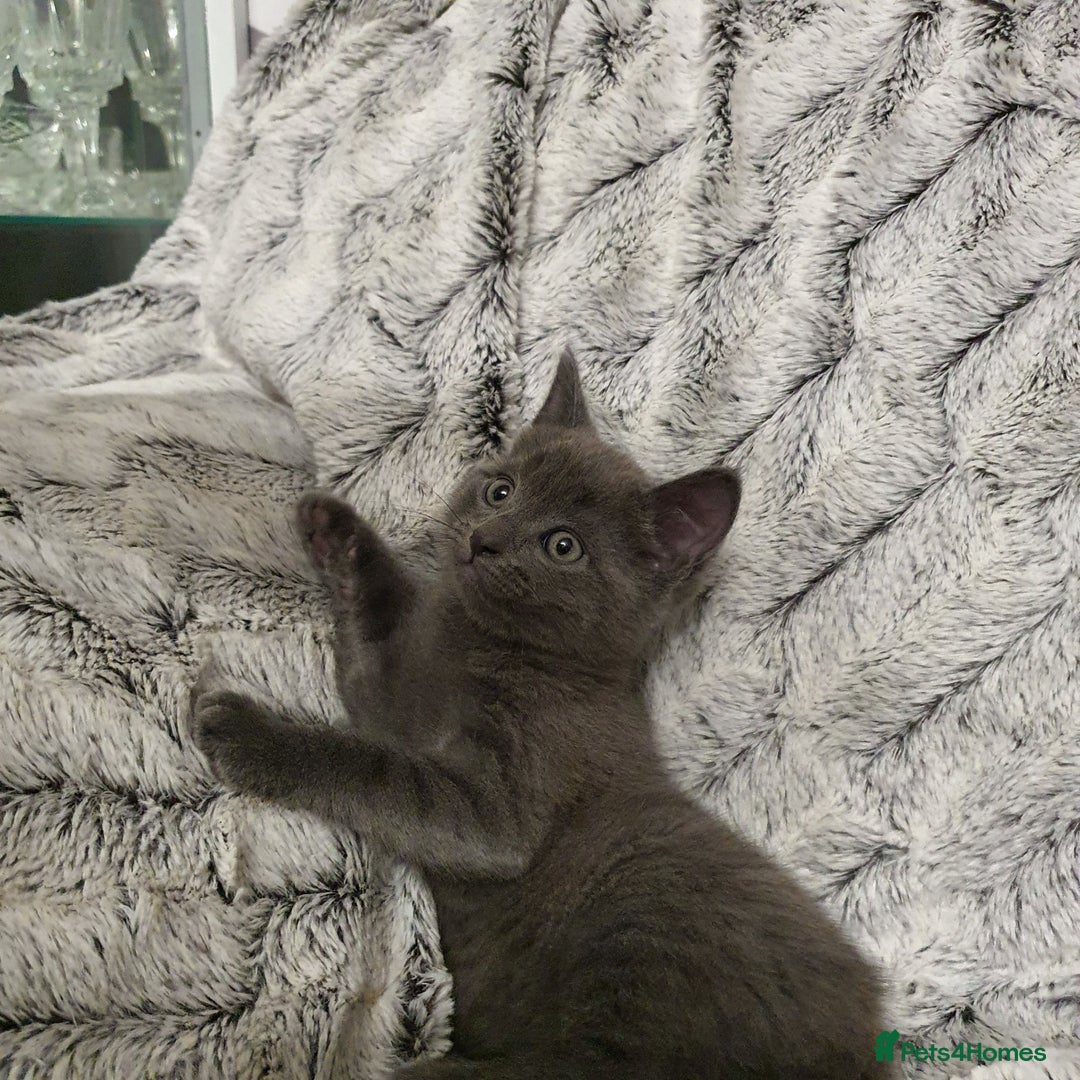 Russian Blue cats for sale: Cute kitten boy - Advert 4