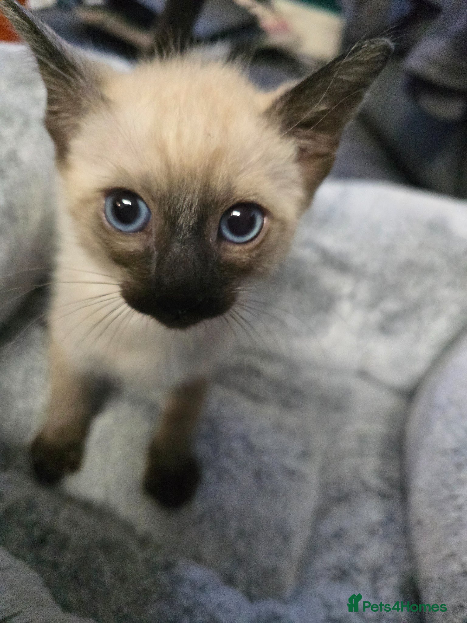 Siamese cats Stunning siamese ready for a loving home - Advert 14