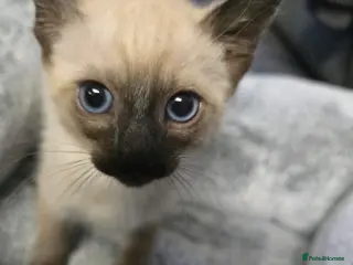 Siamese cats Stunning siamese ready for a loving home - Advert 14