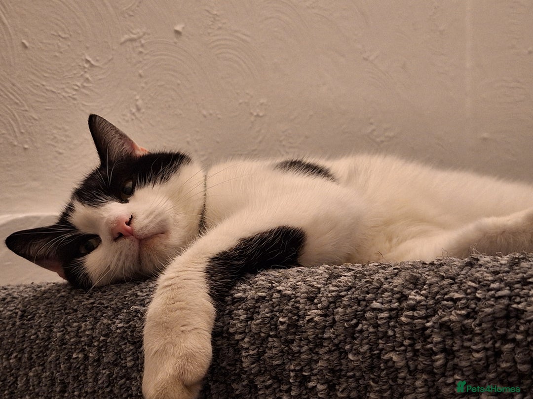 Domestic Shorthair cats for sale: Aston The Cat - Image 3