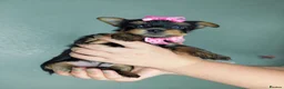 Yorkshire Terrier dogs for sale: Beautiful Yorkies for sale - Advert 28