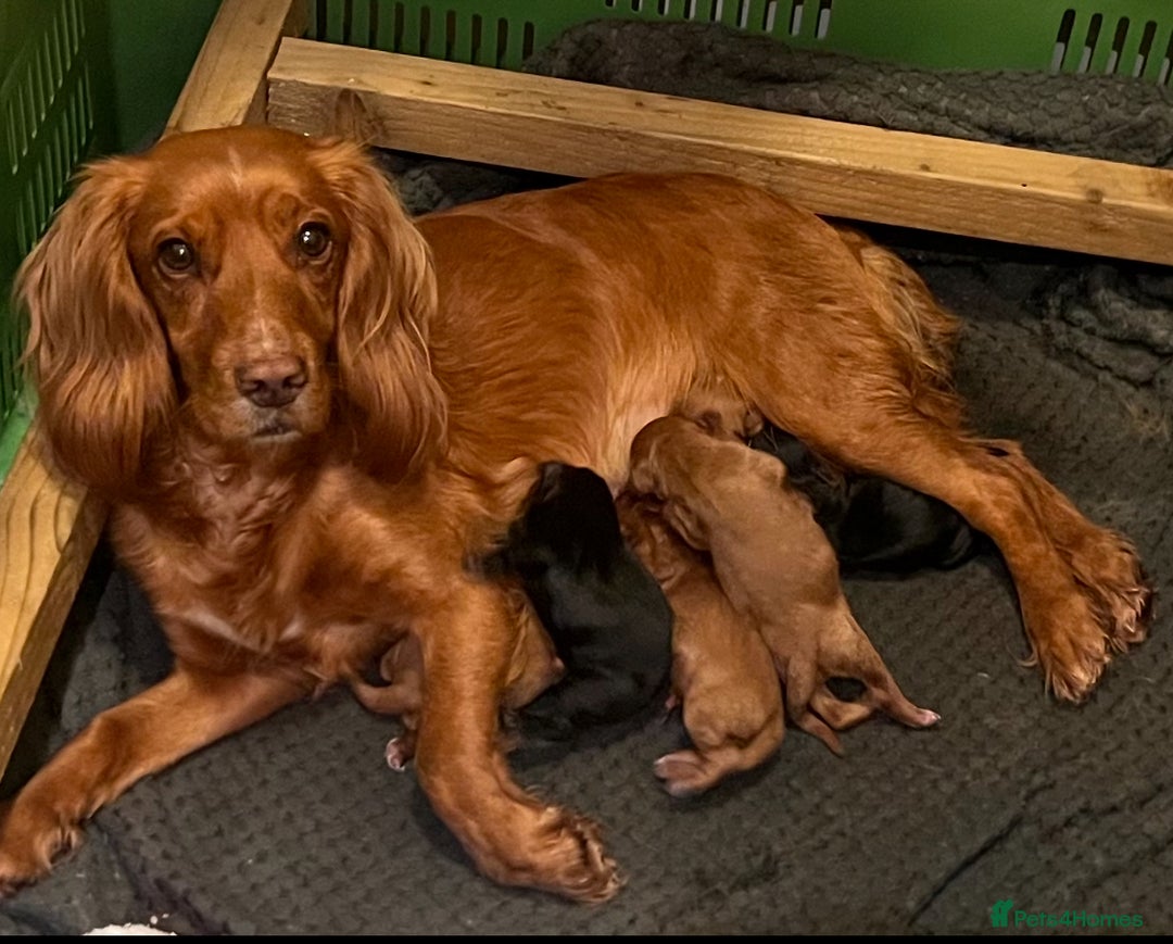 Cocker Spaniel dogs for sale: Working Cocker Spaniel - Advert 1