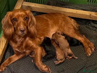 Cocker Spaniel dogs Working Cocker Spaniel - Advert 16