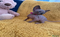 Sphynx cats for sale: Last FEMALE AVAILIBLE NOW!Parents HCM Clear  - Image 16