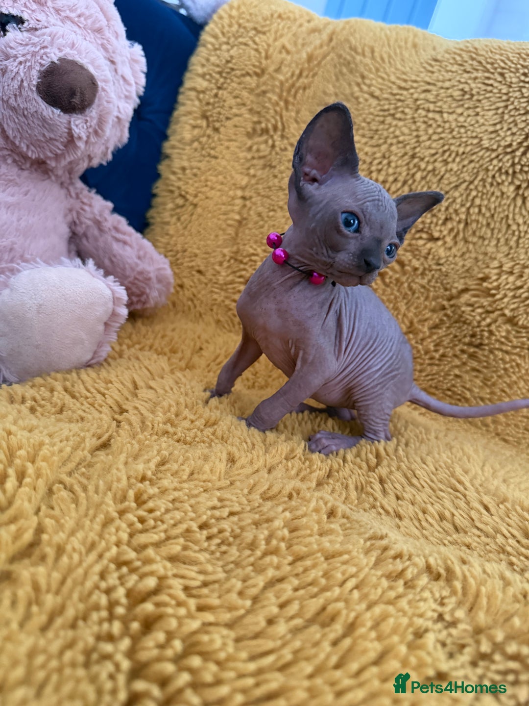 Sphynx cats for sale: Last FEMALE AVAILIBLE NOW!Parents HCM Clear  - Image 16