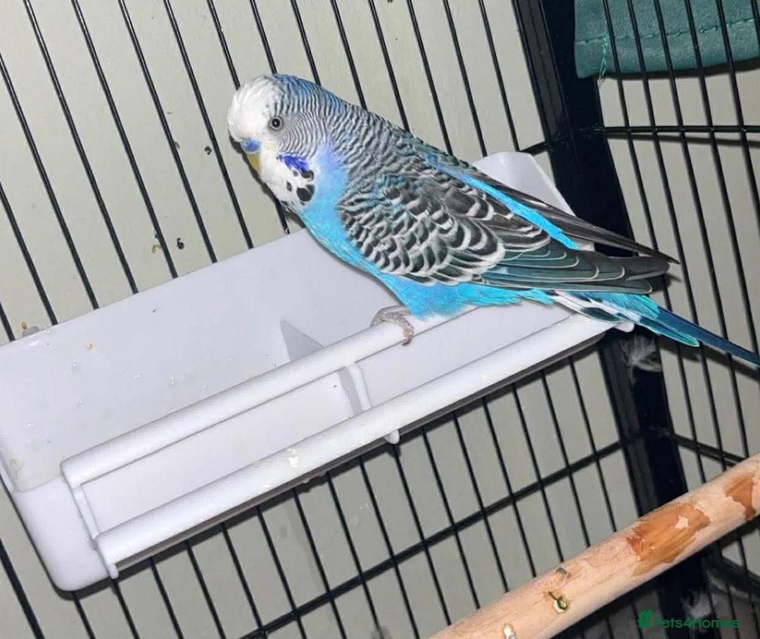 Budgerigars birds for sale: X2 and cage  in Walsall - Advert 5