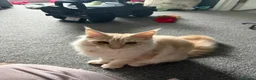 Maine Coon cats for sale: Coco  - Advert 4