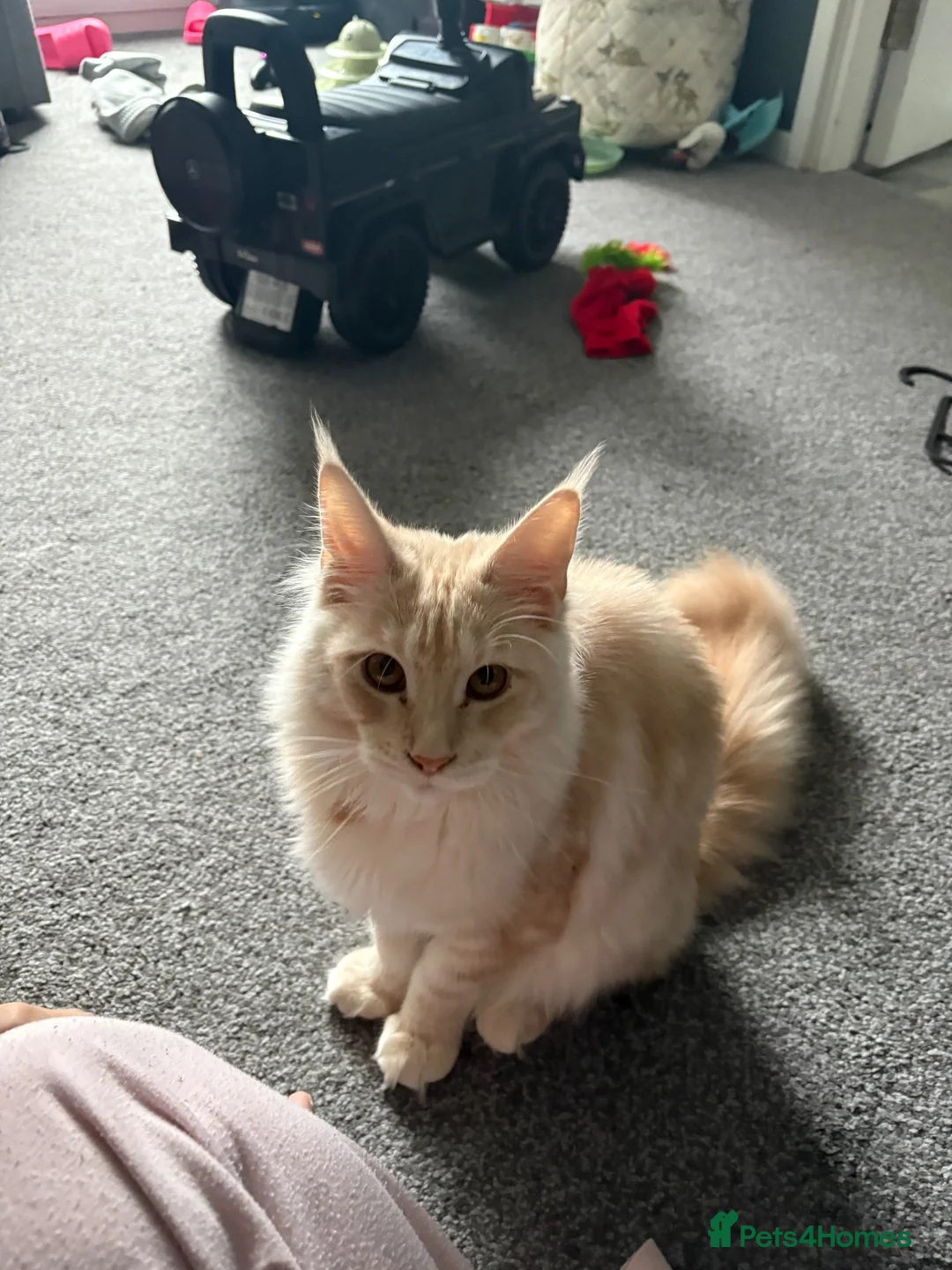 Maine Coon cats for sale: Coco  - Advert 4