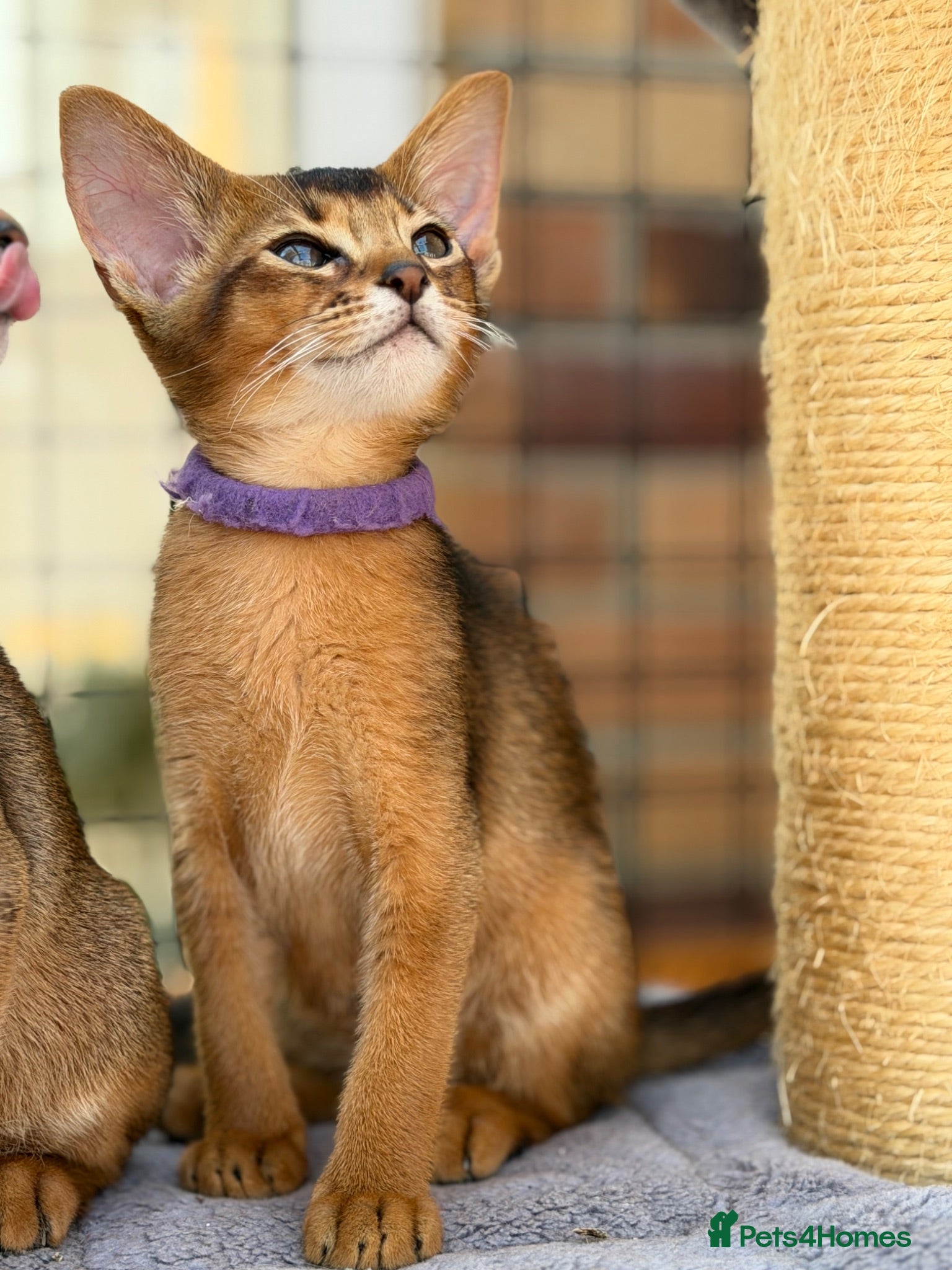 Abyssinian cats Pure breed Abyssinian kitten’s GCCF registered  - Advert 1