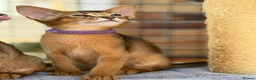 Abyssinian cats for sale: LAST 2 BOYS 💙😻Abyssinian kittens  - Advert 11