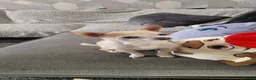 Chihuahua dogs for sale: 2 year old chihuahua  in Stockport - Advert 3