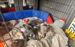 French Bulldog dogs for sale: 6 frenchie/ French bulldog - Image 8