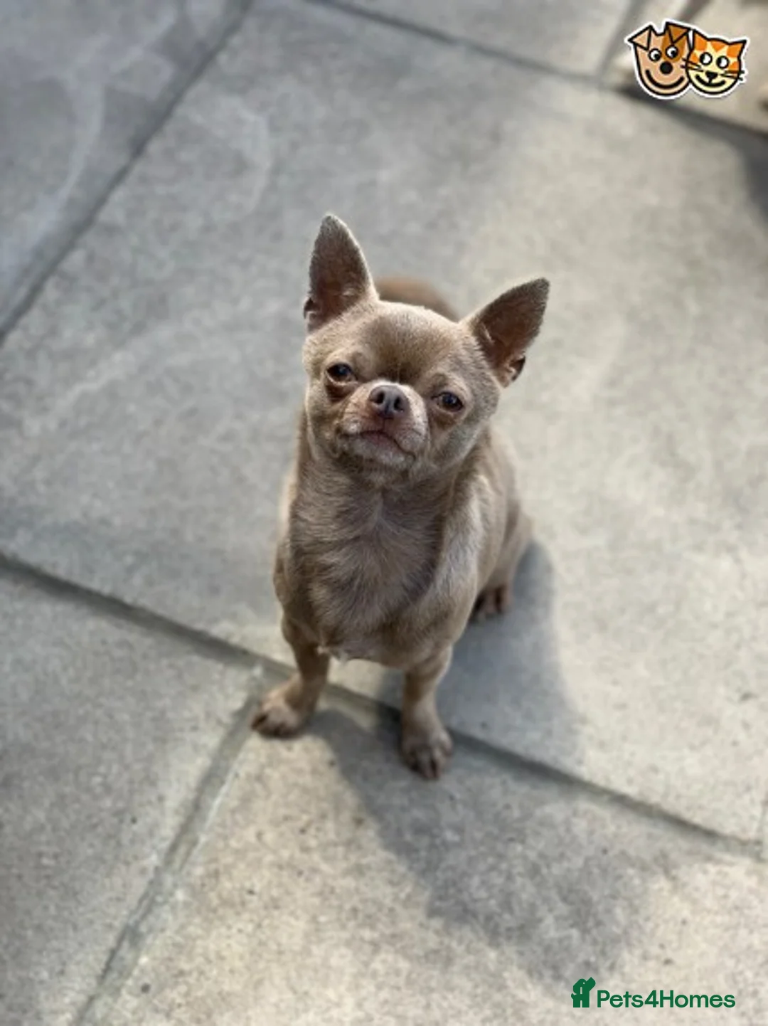 Chihuahua dogs for stud: Lilac KC Shorthaired Stud in Leeds - Advert 4