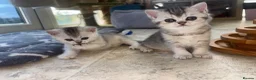 British Shorthair cats for sale: 🌟GCCF British short hair Silver chinchilla boys - Advert 7