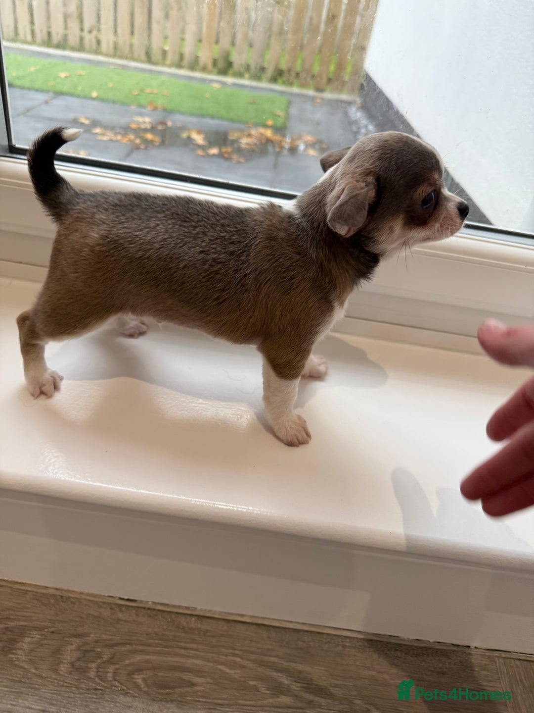 Chihuahua dogs for sale: Stunning chihuahua litter  - Image 6