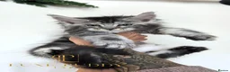 Maine Coon cats for sale: ⚜️ Championline mainecoon kittens ⚜️ - Advert 24