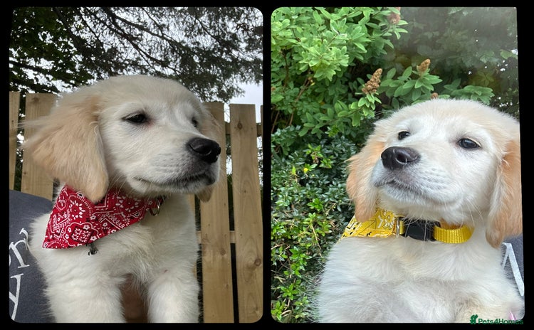 Golden Retriever dogs - Advert 12