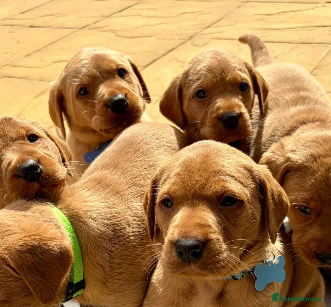 Labrador Retriever dogs for sale: Royal kennel club fox red Labrador puppies  - Advert 1