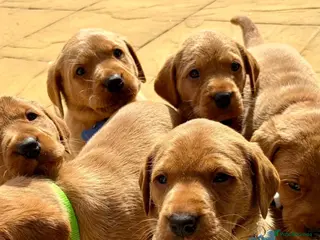 Labrador Retriever dogs Royal kennel club fox red Labrador puppies - Advert 9