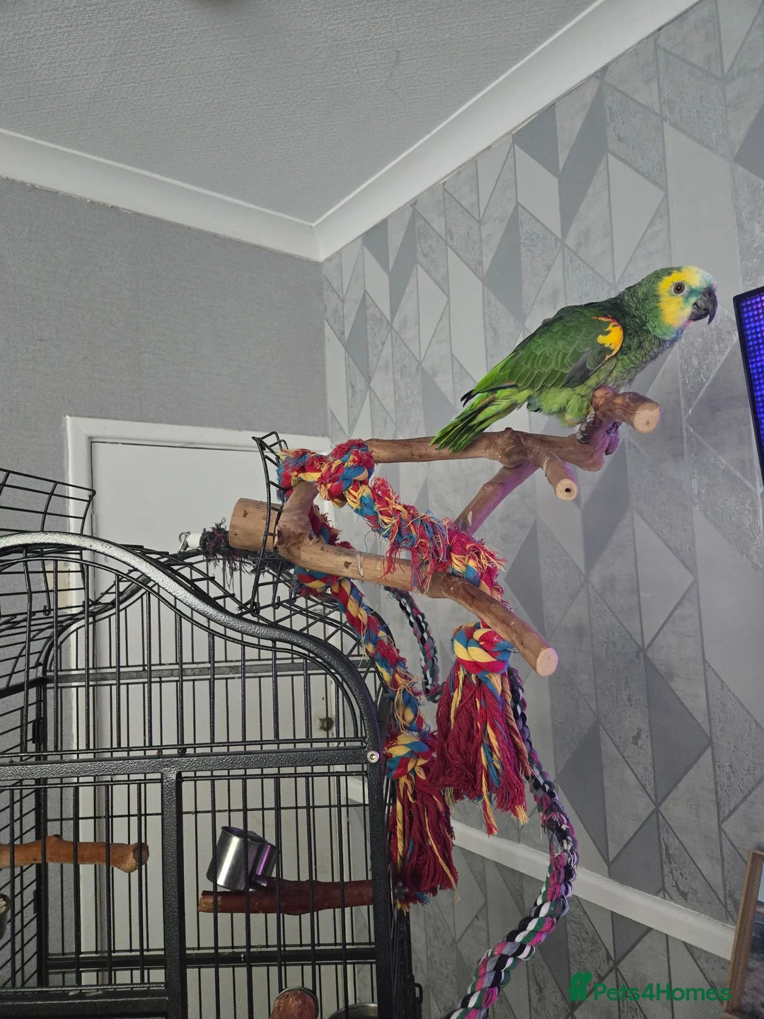 Parrots birds for sale: Amazon  parrot  in Colchester - Advert 3