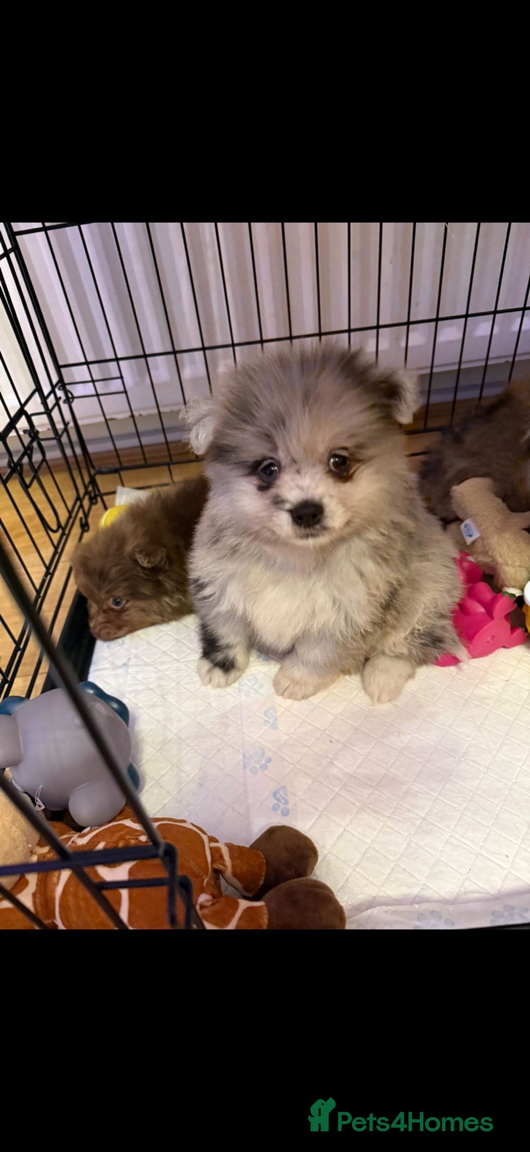 Pomeranian dogs for sale: Pom Puppies - Advert 17