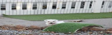 West Highland Terrier 6