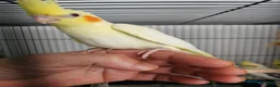 Mixed Breed birds for sale: Hand reard baby's  in Darlington - Advert 2