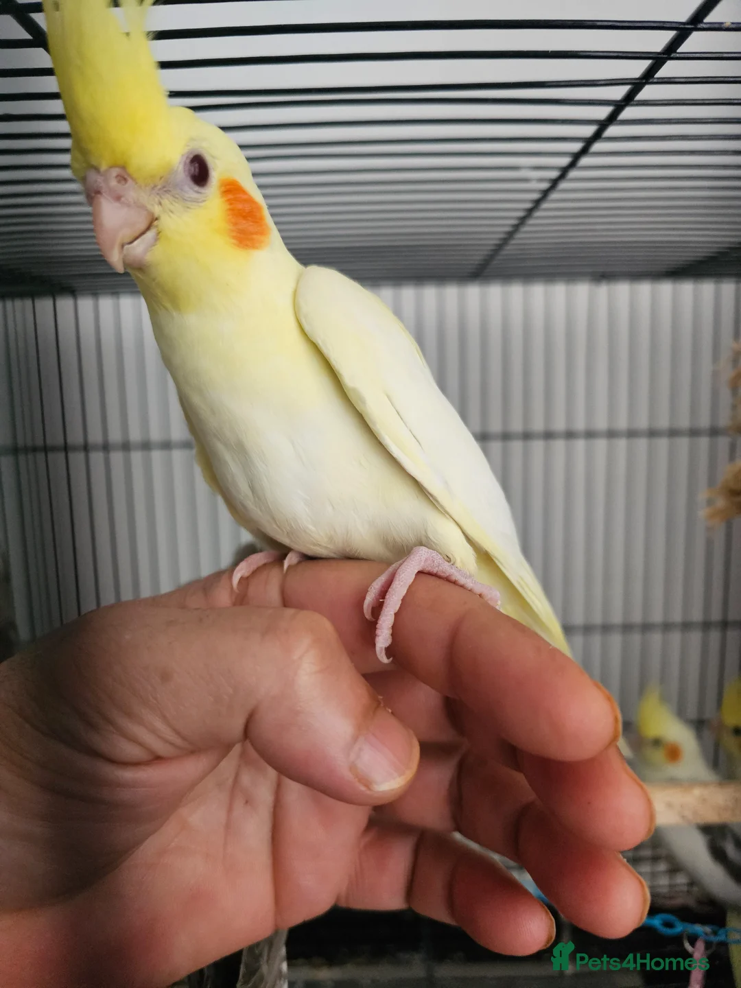 Mixed Breed birds for sale: Hand reard baby's  in Darlington - Advert 2