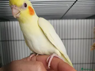 Mixed Breed birds Hand reard baby's - Advert 2