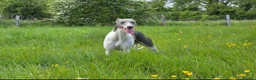Whippet dogs for sale: Kc reg whippet litter - Advert 3