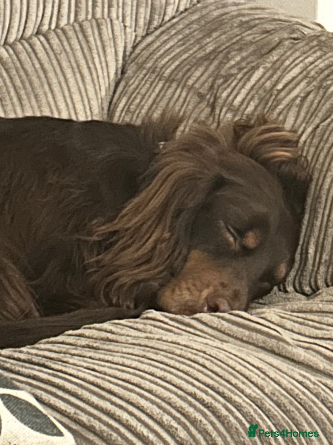 Cocker Spaniel dogs for sale: Working Cocker Spaniel  - Advert 2