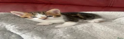 Mixed Breed cats for sale: Beautiful kittens ready now - Advert 4