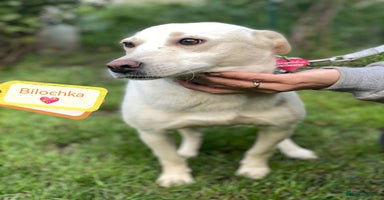 Mixed Breed dogs - Advert 9