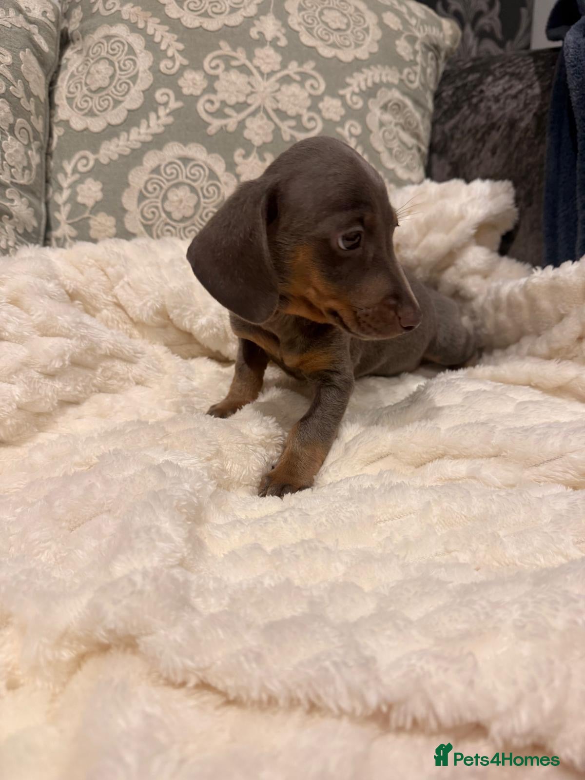 Miniature Dachshund dogs for sale: Stunning Litter - K.C Registered - Advert 2
