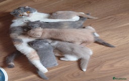 Scottish Fold cats for sale: Stunning Scottish fold kittens - Image 2