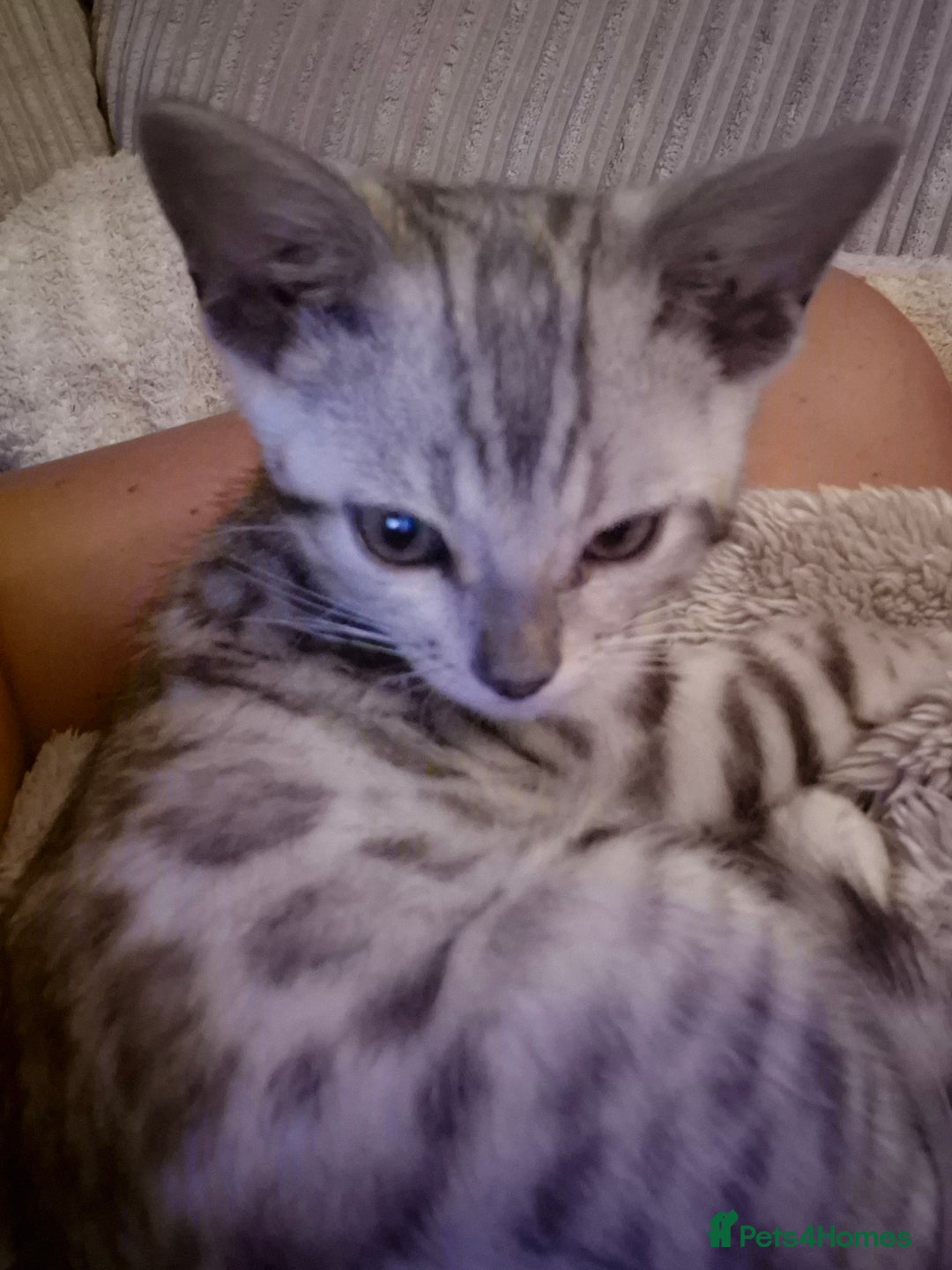 Bengal cats for sale: F1 snow bangle  - Image 2