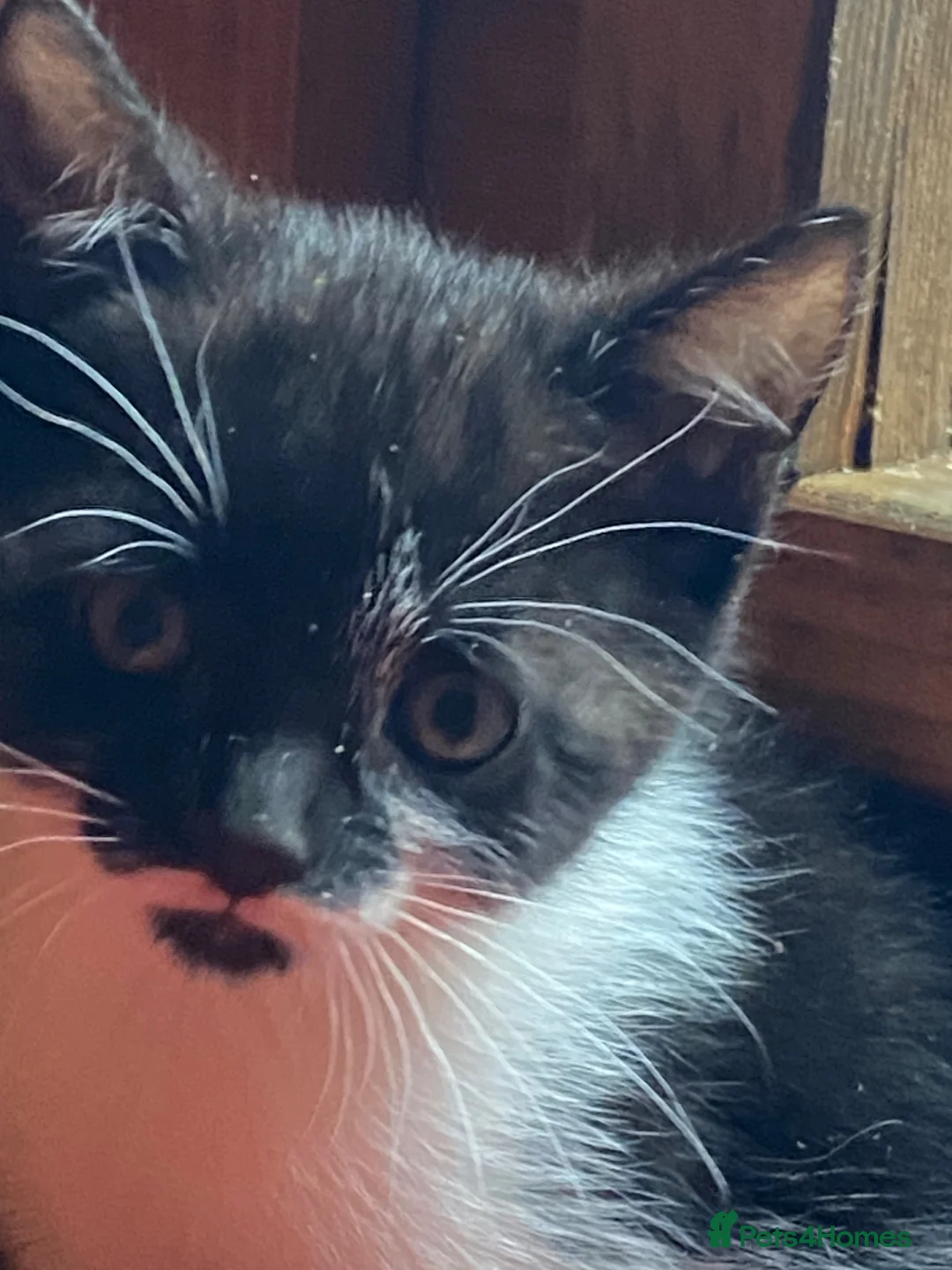Mixed Breed cats for sale: Kittens - Advert 5