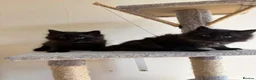 Ragdoll cats for sale: Mixed Siamese/Ragdoll kittens for sale in Harrow - Advert 6