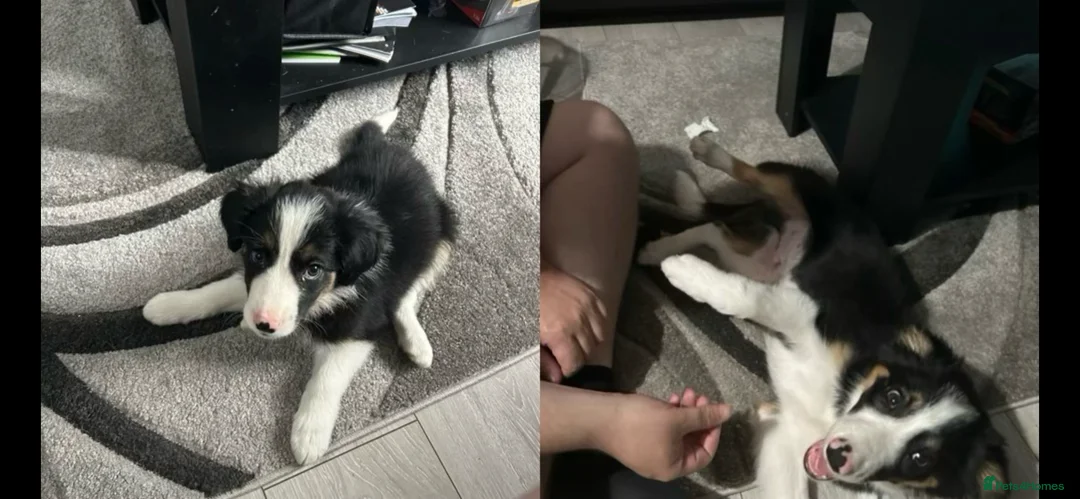 Border Collie dogs for sale: 6 month old border collie in Nuneaton - Advert 2