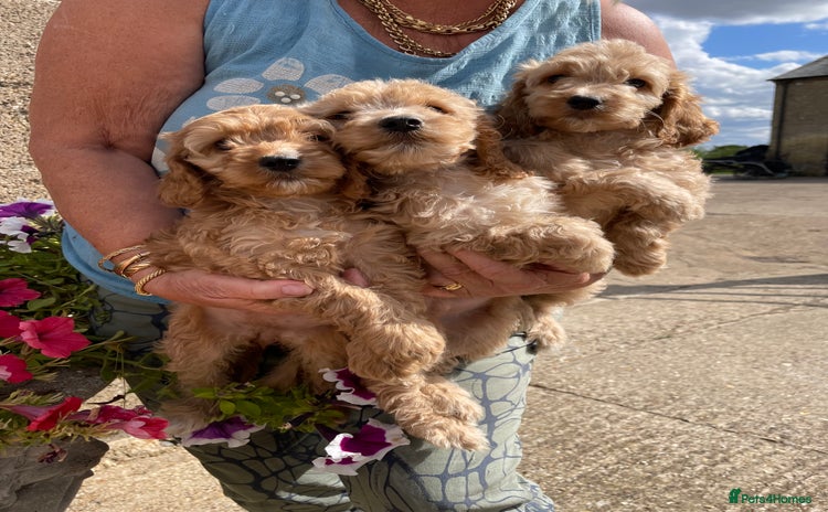 Cockapoo dogs - Advert 4