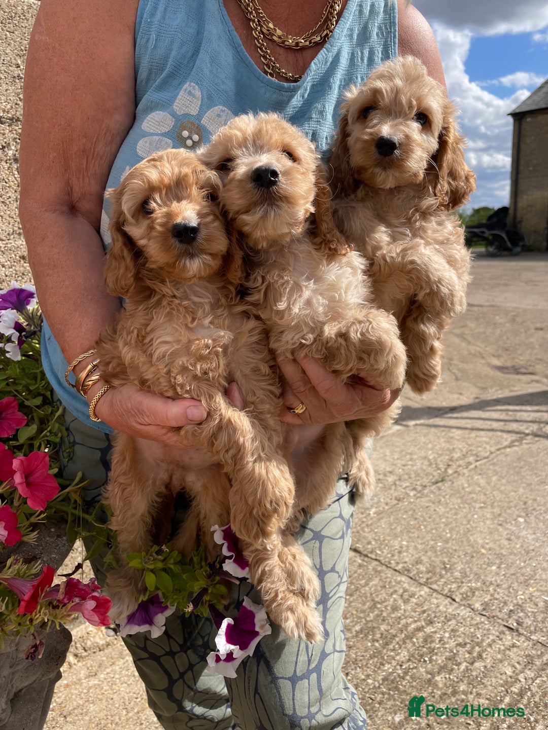 Cockapoo dogs for sale: QUALITY SMALL COCKERPOOS. - Image 1