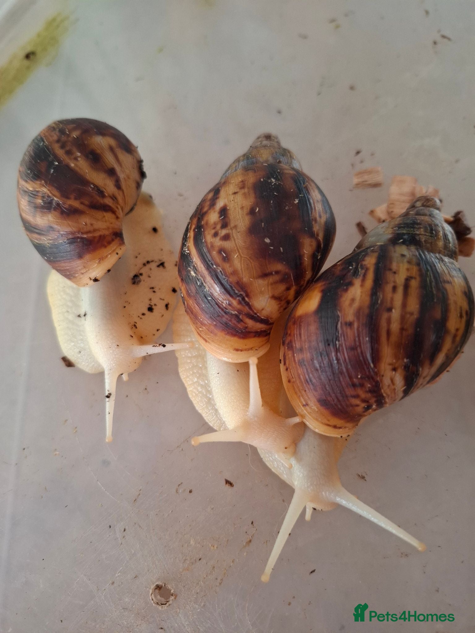 Snails invertebrates Giant African Land Snail one year old - Advert 5