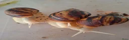 Snails invertebrates for sale: Giant African Land Snail one year old - Advert 1