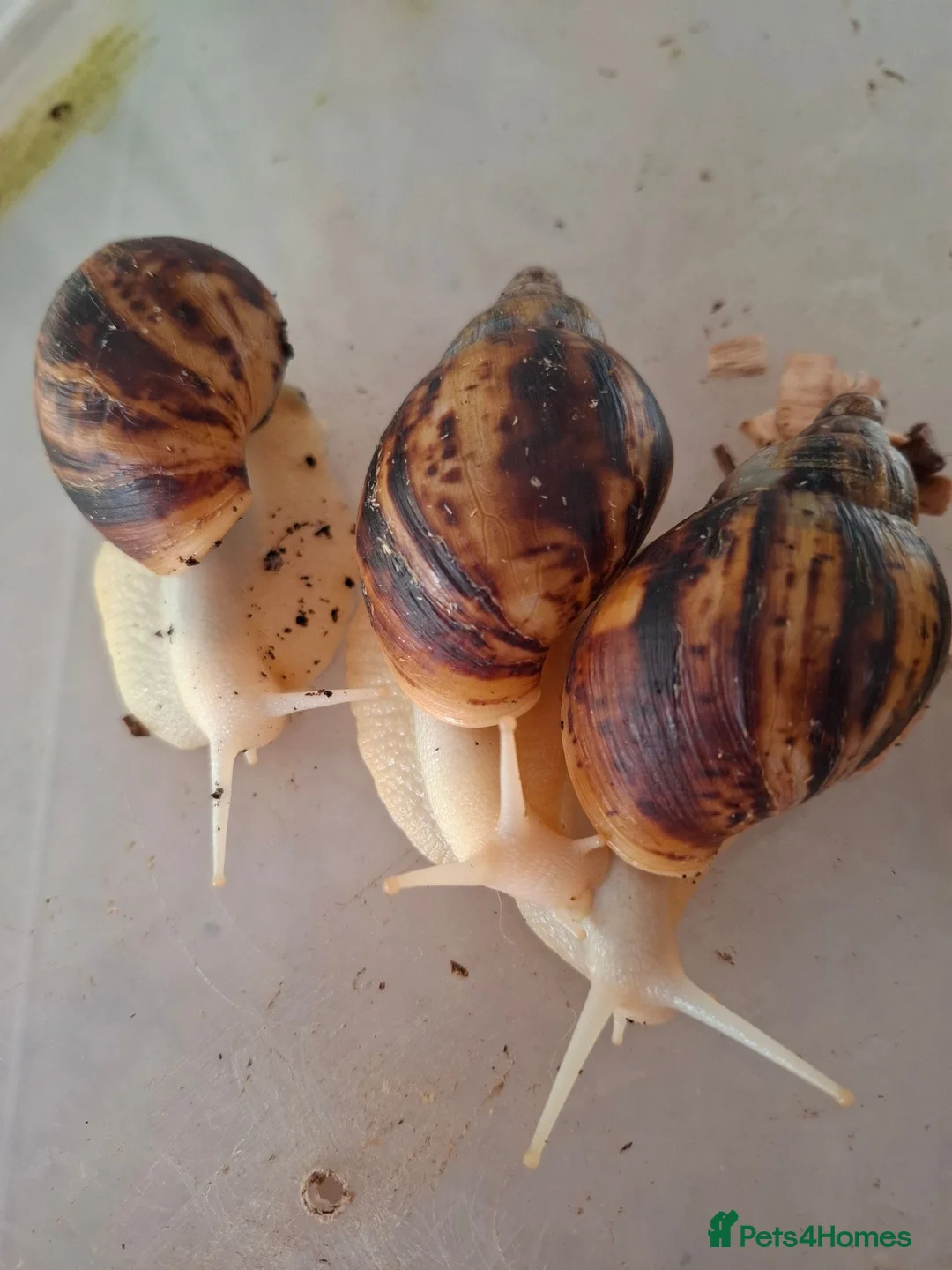 Snails invertebrates for sale: Giant African Land Snail one year old - Advert 1