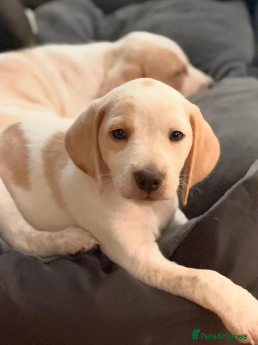 Beagle dogs for sale: Beautiful Beagle Puppes - Loving Homes Wanted in Christchurch - Advert 2