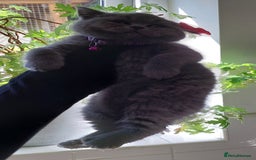 British Shorthair cats for sale: OUTSTANDING🏆PEDIGREE🎖CH SIRED in Dudley - Image 24