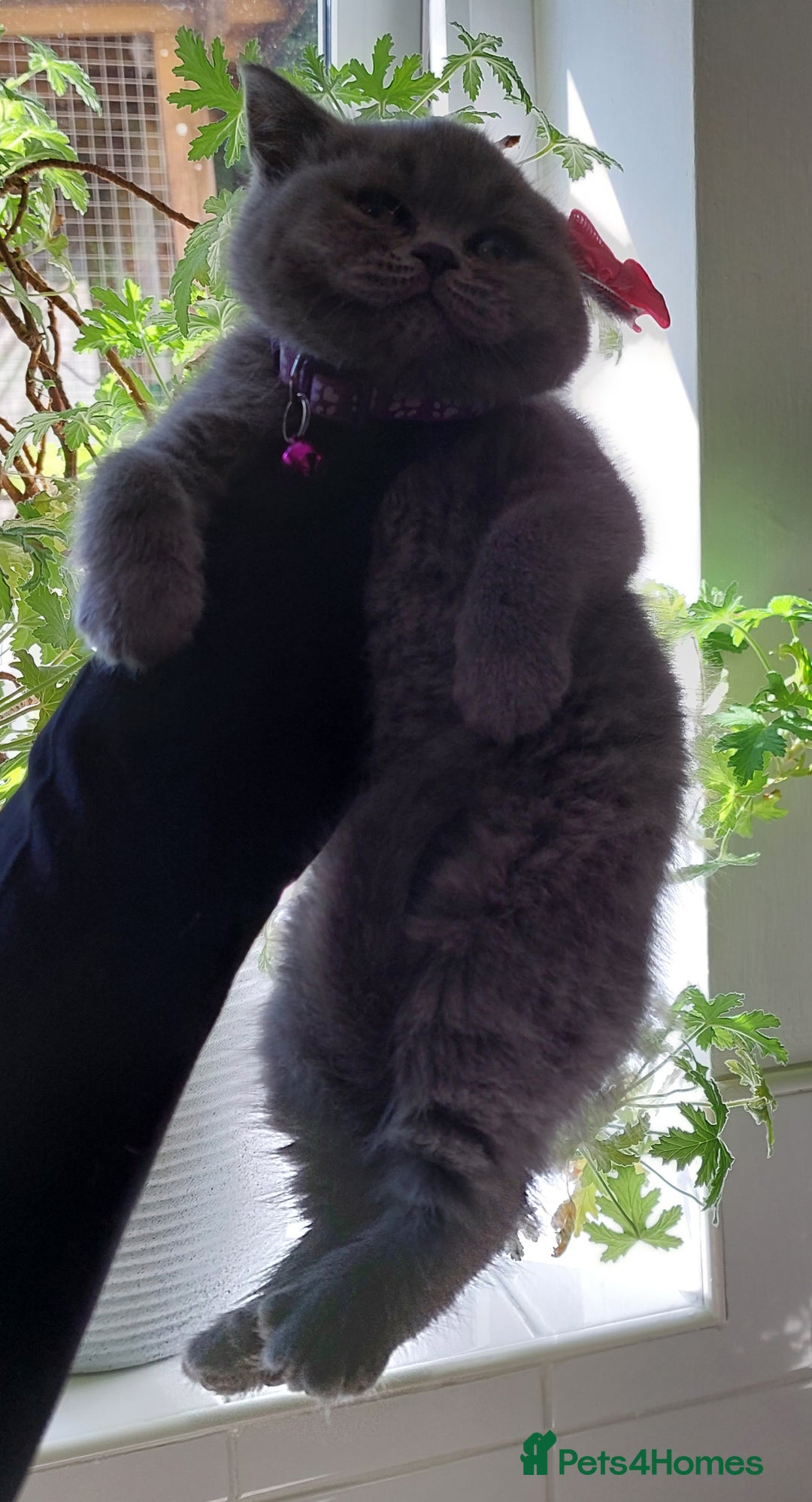British Shorthair cats for sale: OUTSTANDING🏆PEDIGREE🎖CH SIRED in Dudley - Image 24