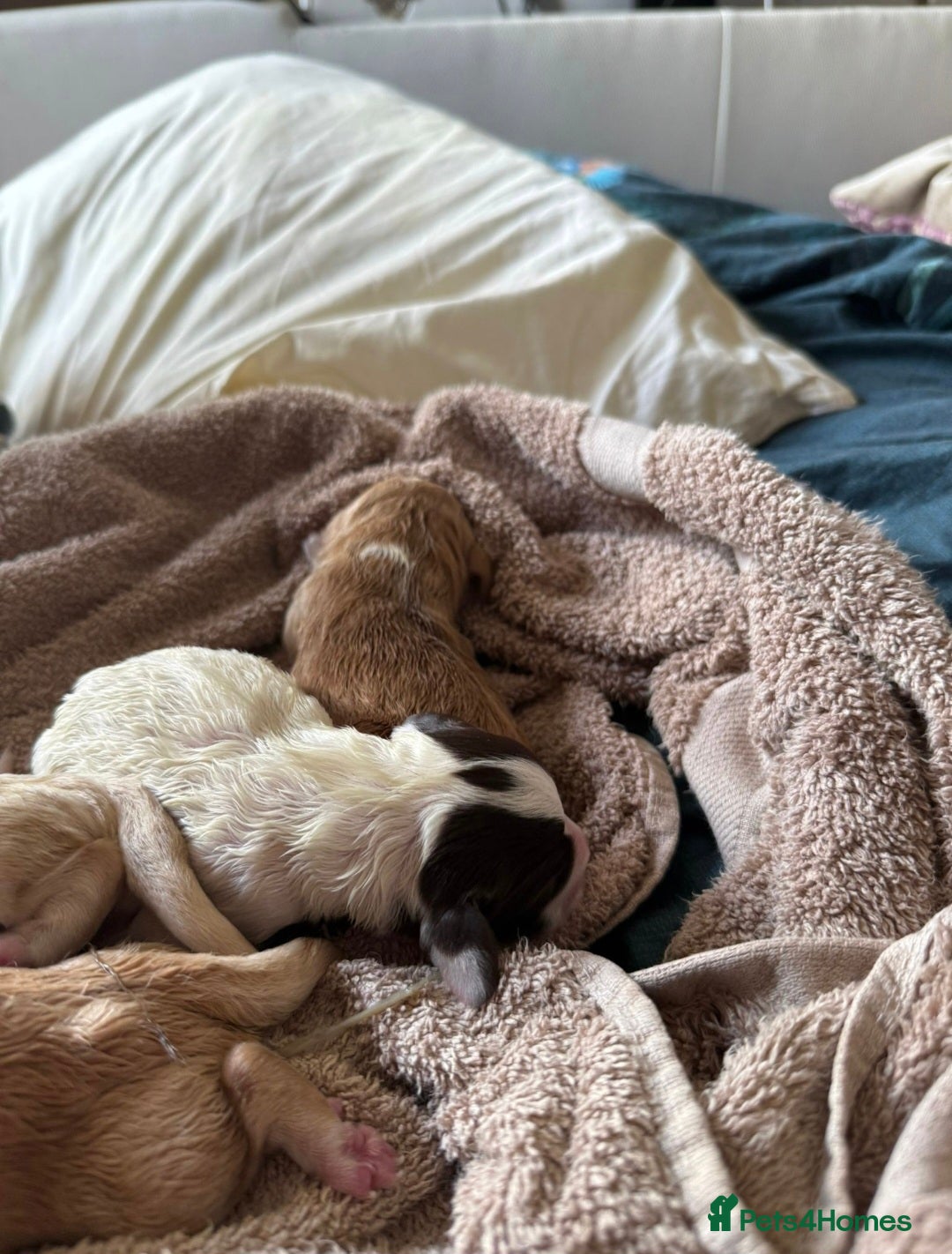 Cocker Spaniel dogs for sale: Litter of 6 - Image 4